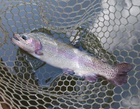 ナイスサイズ連発！ 大安トラウトレイク